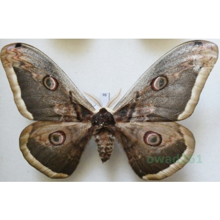 Saturnia pyri (Denis & Schiffermüller, 1775) male Pawica gruszówka Croatia 111mm98